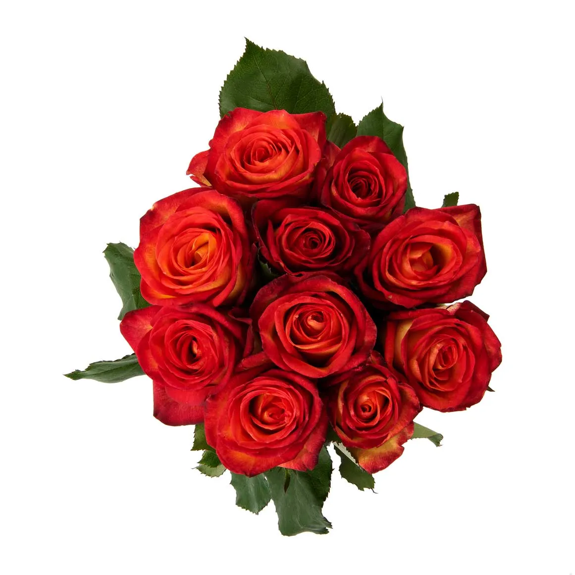 Two Tone Roses