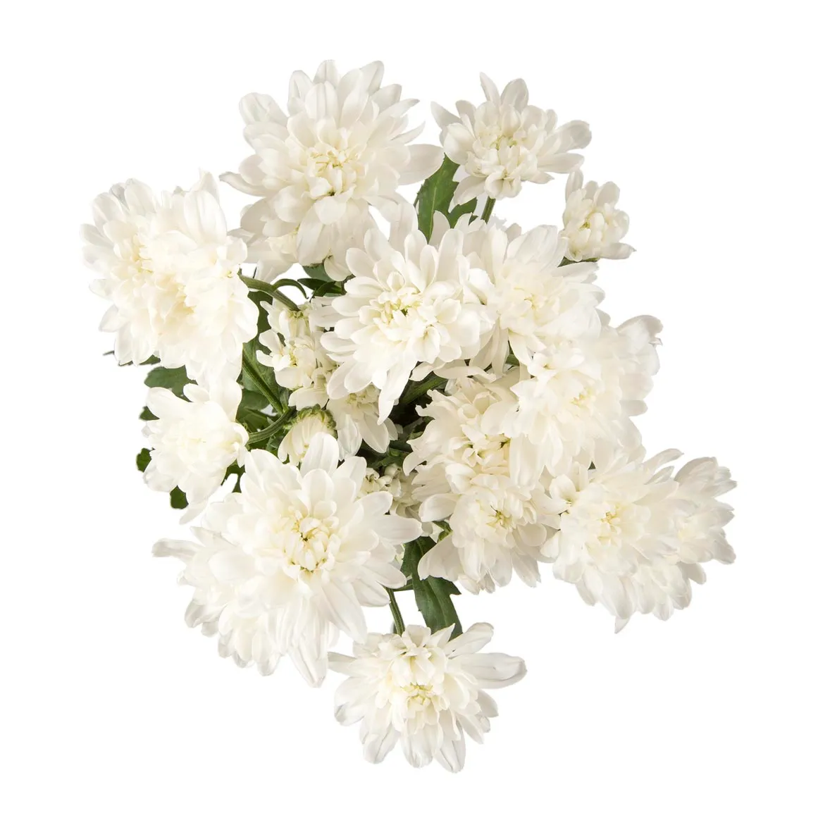 White Chrysanthemums