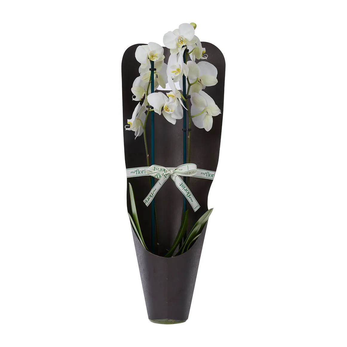 White Phalaenopsis Orchid