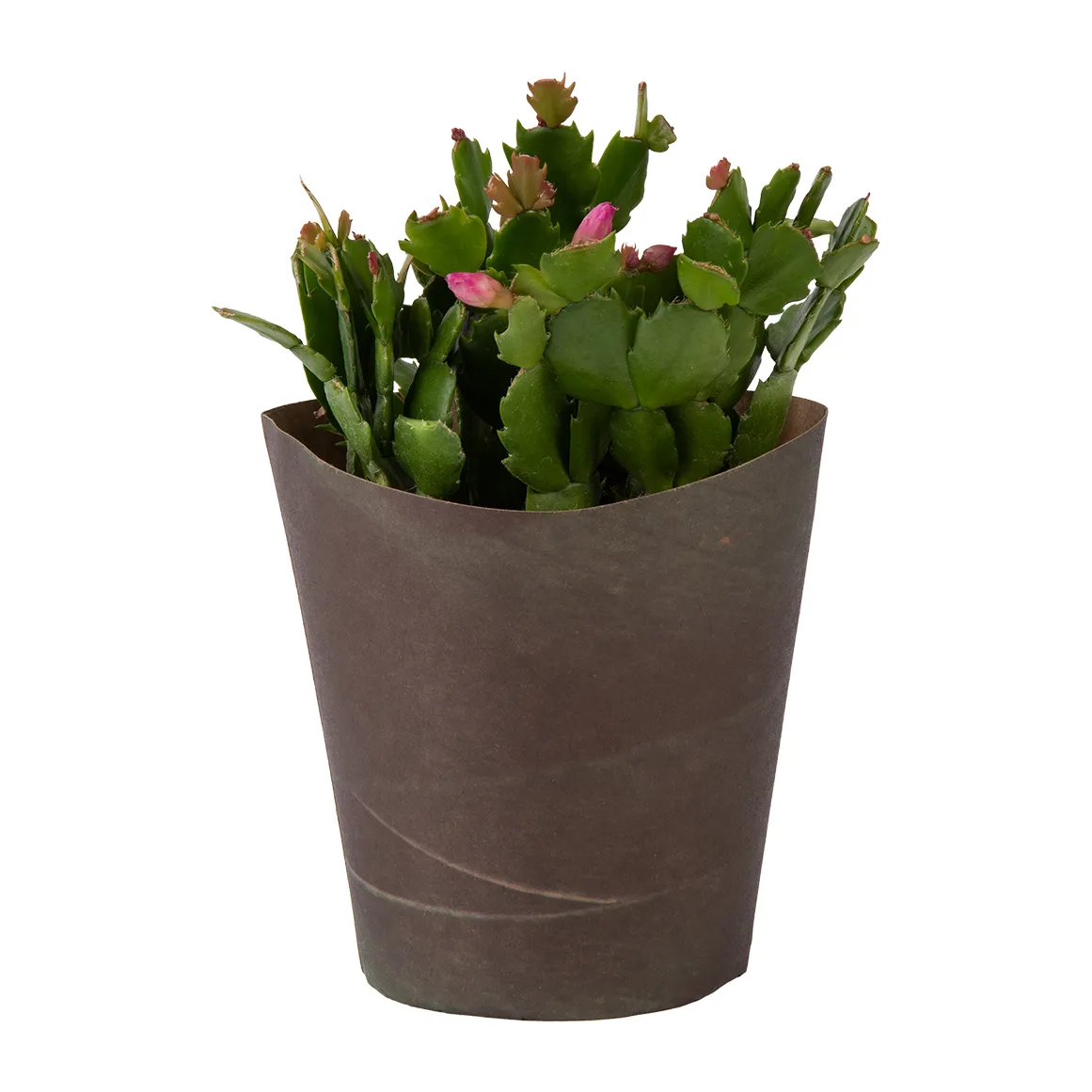 Zygocactus in 12 cm Covered Pot