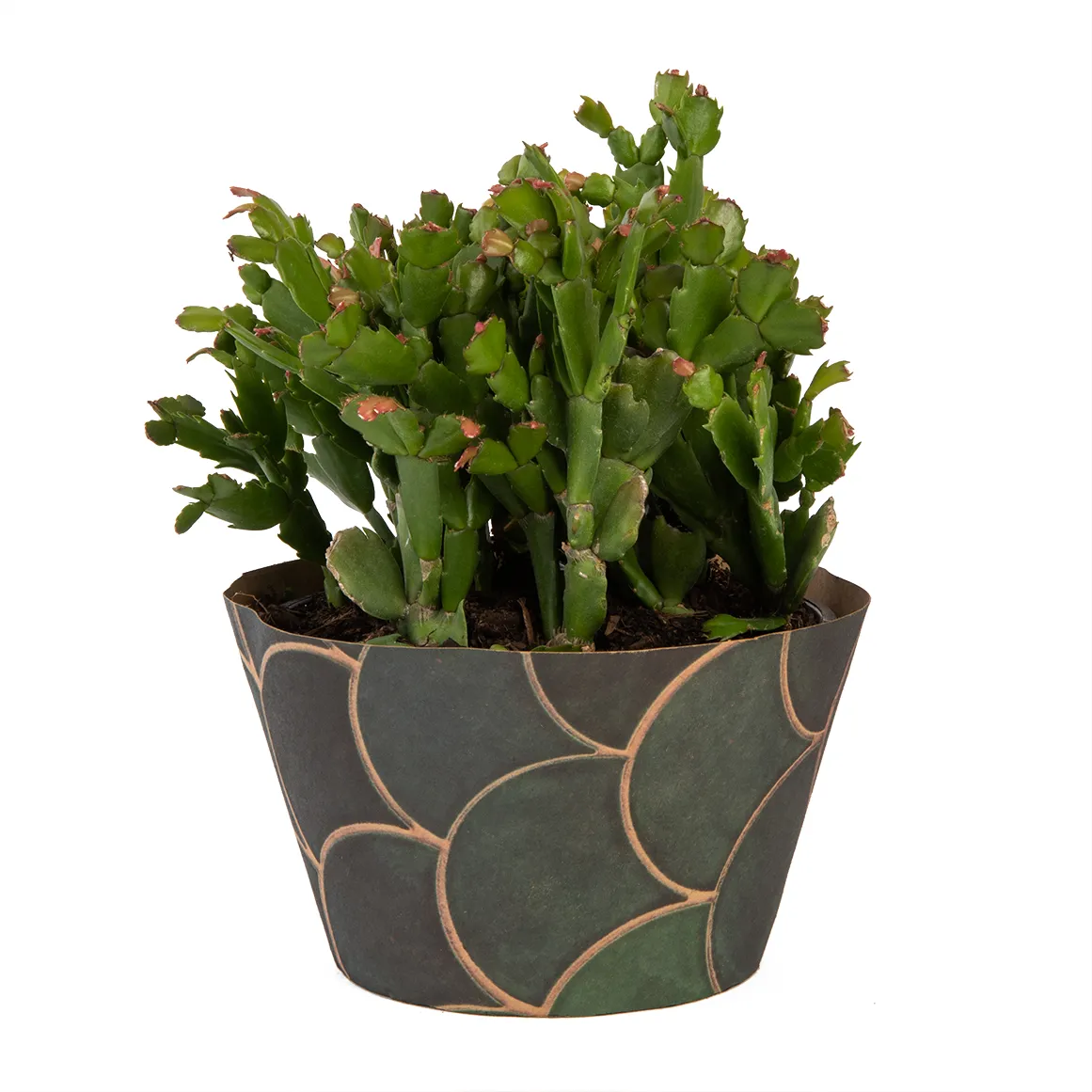 Zygocactus in 16.5 cm Bowl in Potcover