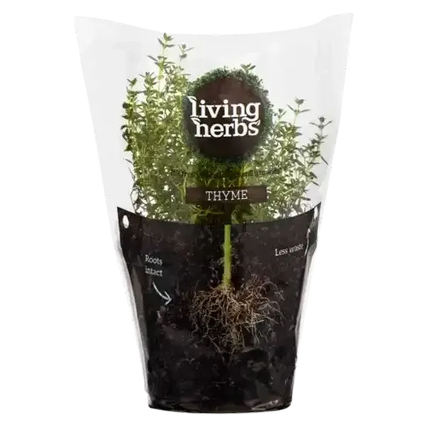 Living Herbs Thyme