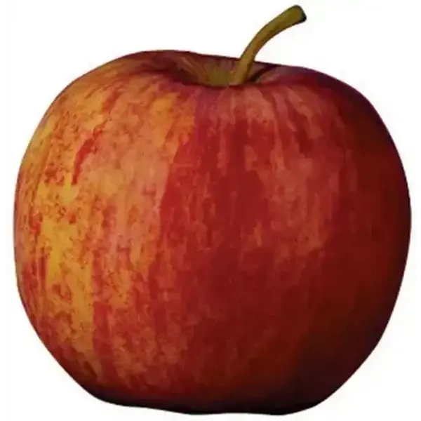 Extra Large Starking Apple