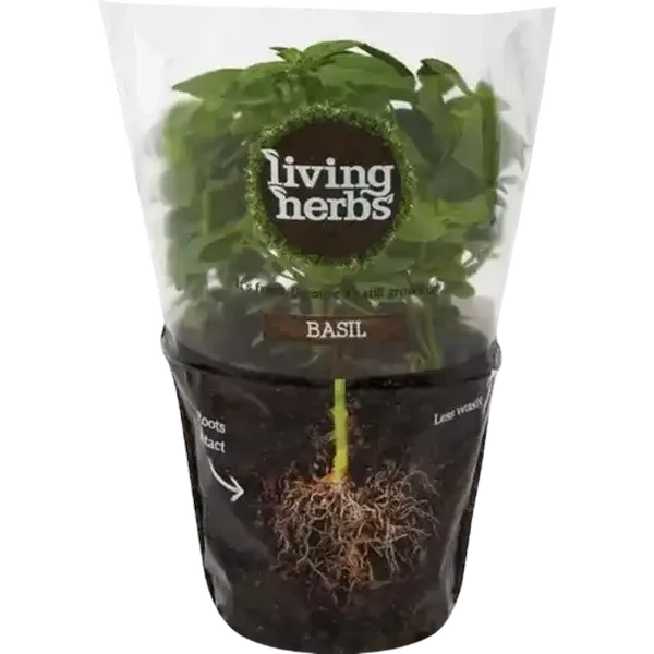 Living Herbs Basil