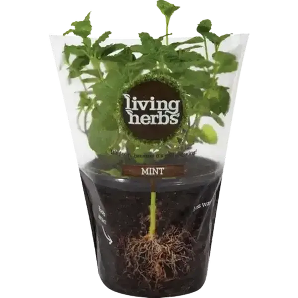 Living Herbs Mint