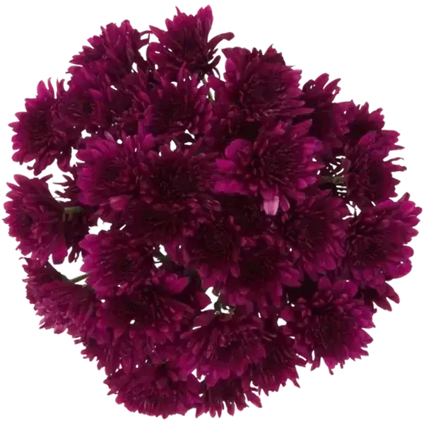 Chrysanthemum Flowers Bouquet (Vase Not Included) (Colour May Vary)