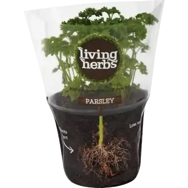 Living Herbs Parsley