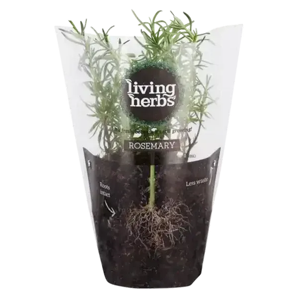 Living Herbs Rosemary