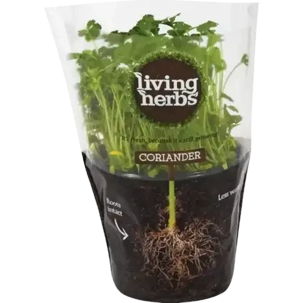 Living Herbs Coriander