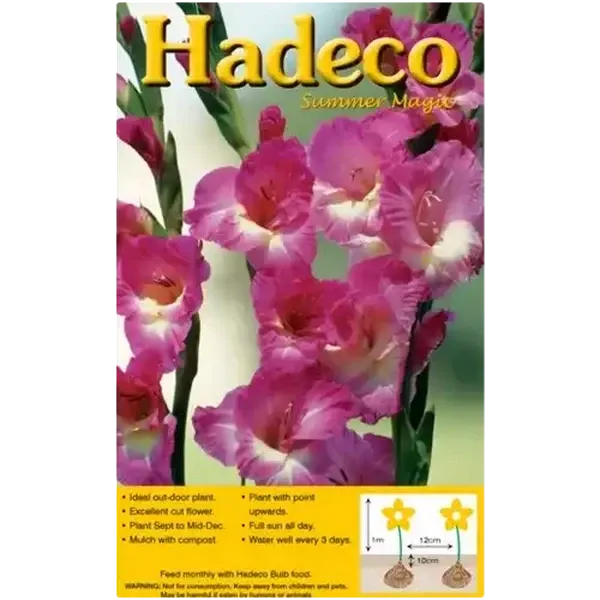 Hadeco Summer Magic Purple Blue Gladioli Bulbs 10 Pack