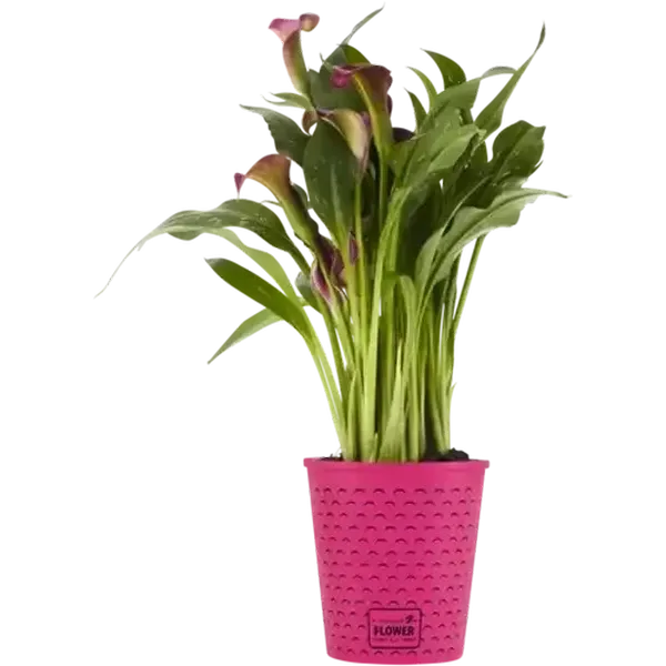 Zantedeschia Pot Plant 14cm