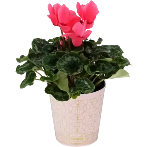 Cyclamen Pot Plant (Colour May Vary)