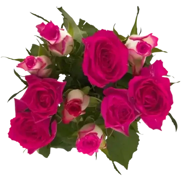 Pastel Rose Selection Bouquet 1s (Colour May Vary)