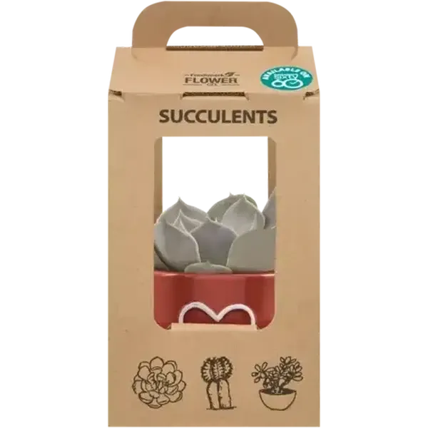 Succulent Pot Plant
