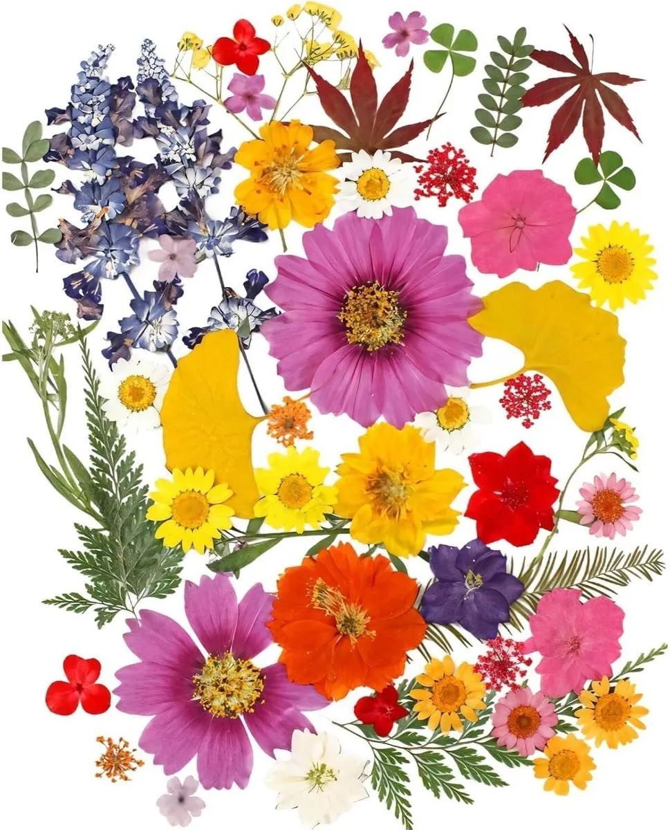 50-Piece Dried Pressed Flower Craft Kit, Natural Leaves and Flowers