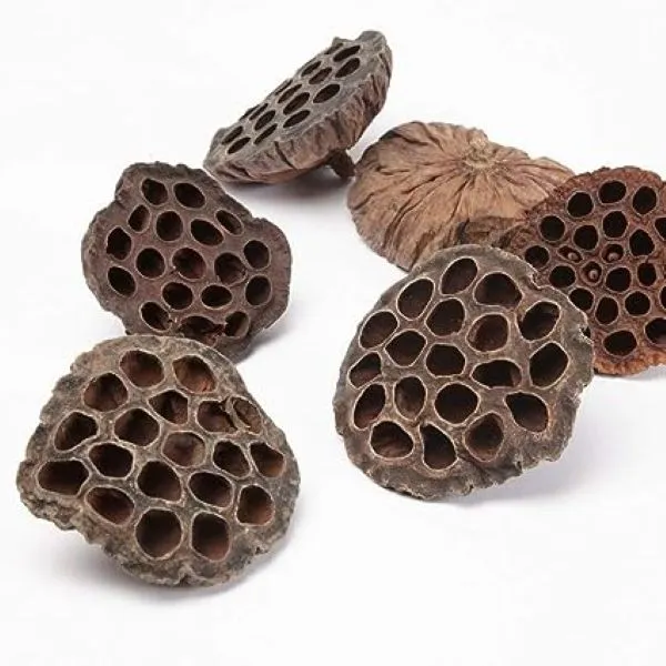 Natural Dried Lotus Pod Flowers