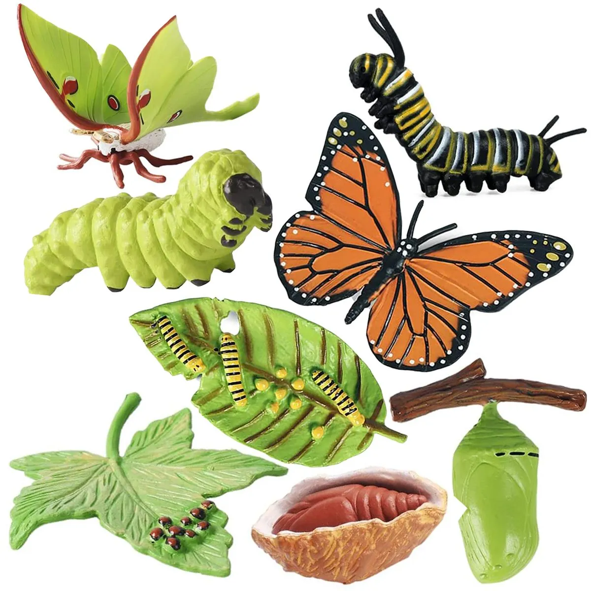 Monarch Butterfly Life Growth Cycle & Actias Ningpoana Montessori Kids Toys