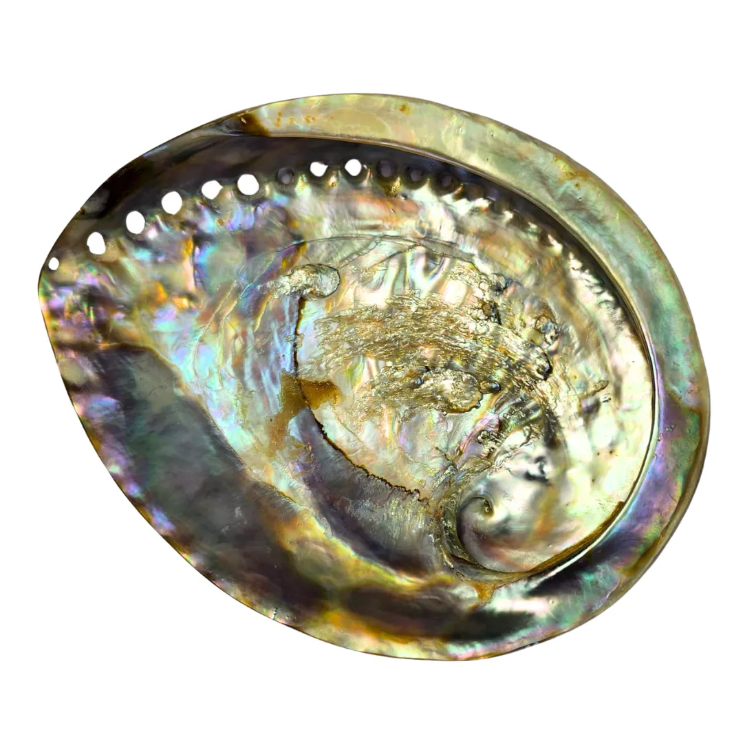 Large Polished Abalone Shell (13-15cm)