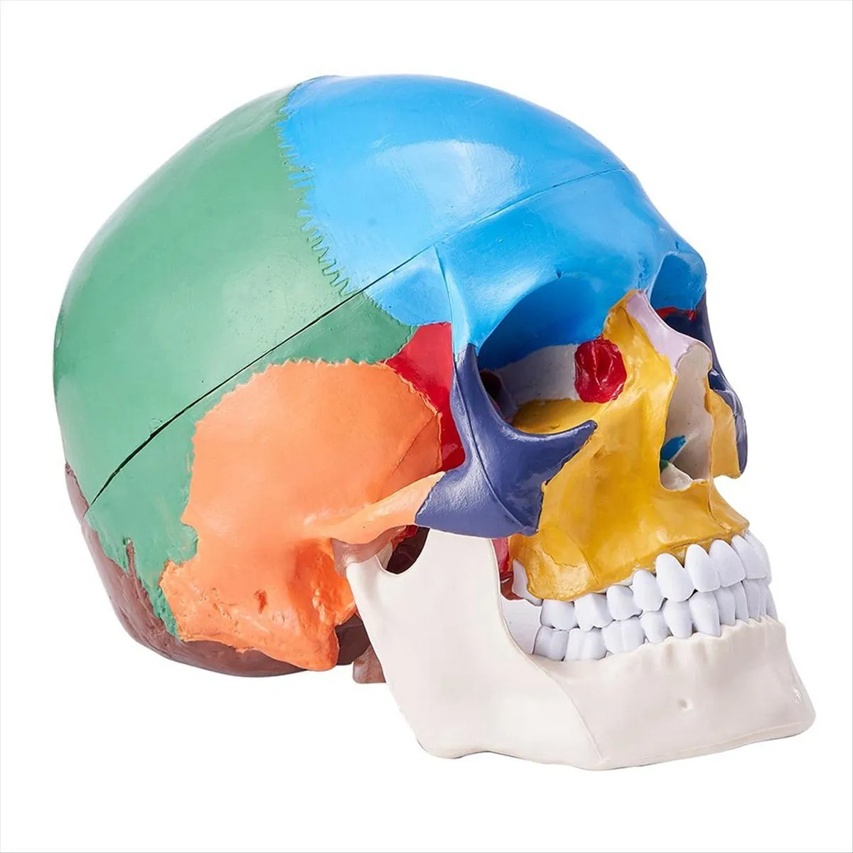 Human Skull Model Life-Size Painted Anatomy Skull Compatible with Universal