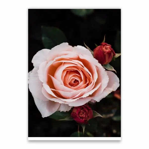 Amazing Rose Poster - A1