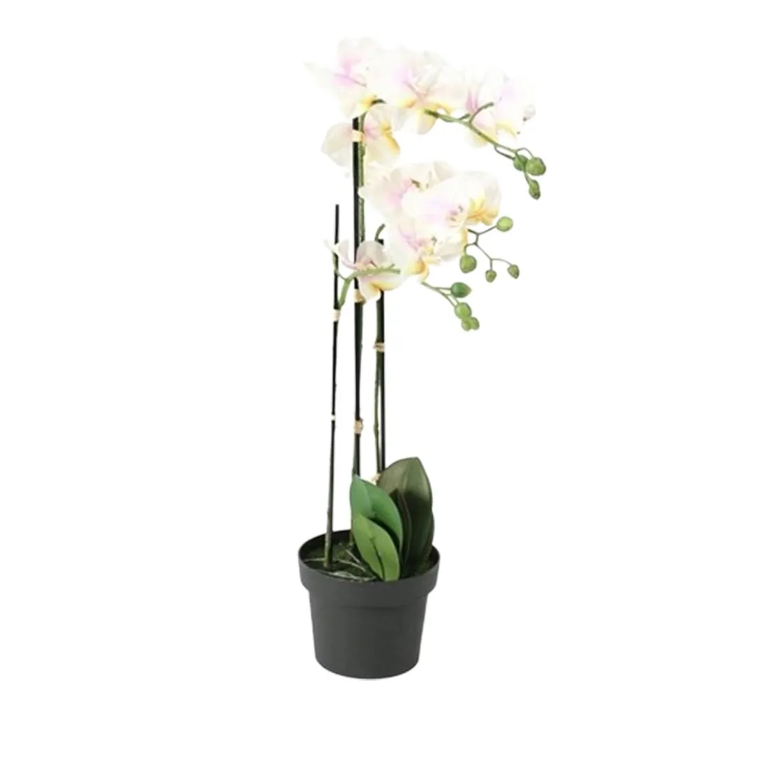 3 Stem Potted Orchid