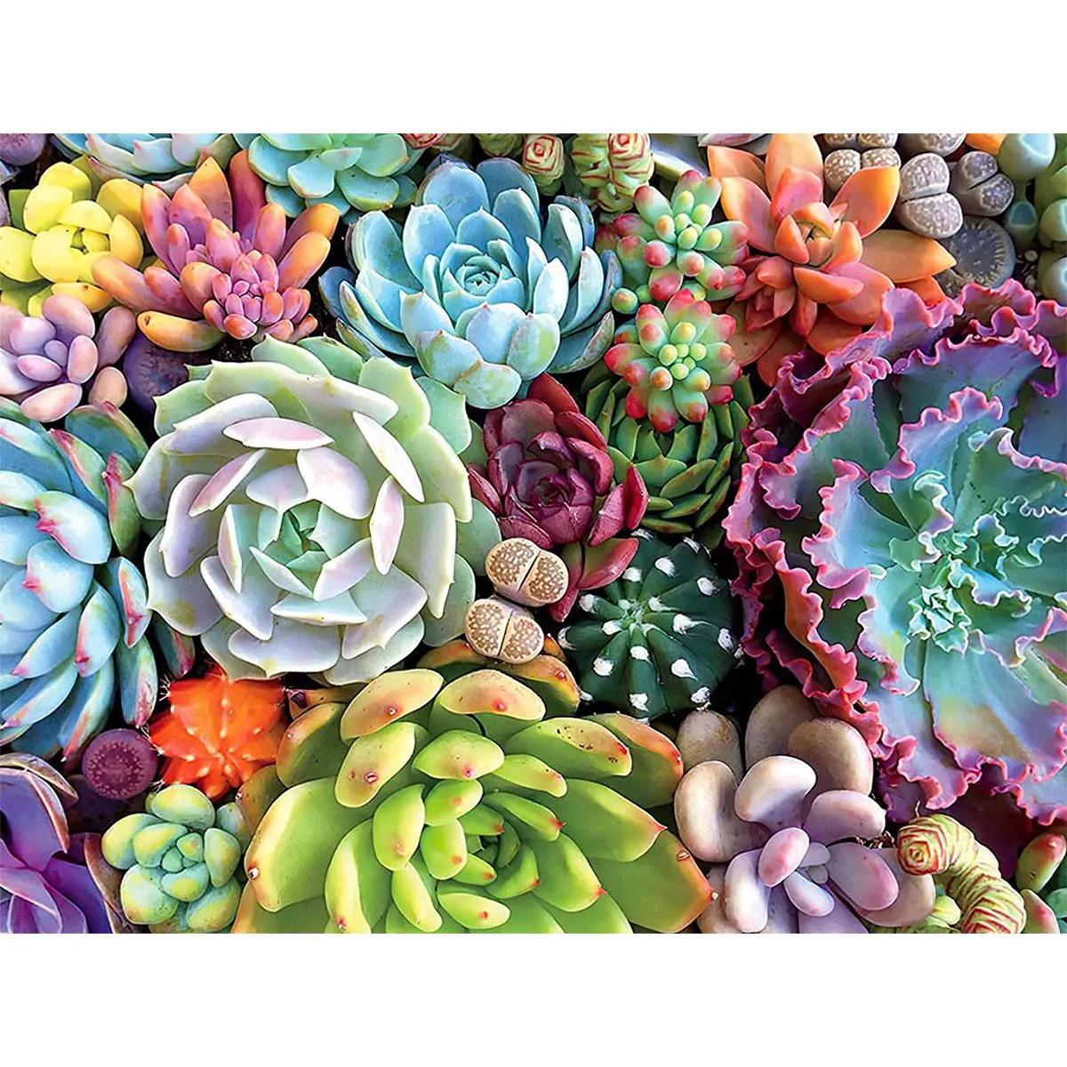 Diamond Painting DIY Kit - Full Drill Square Dot - Succulent Plants 2202