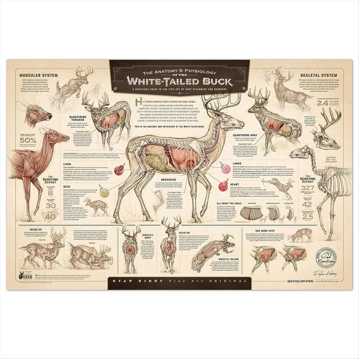 "The Growth and Maturity of the White-Tailed Buck" Paper Print B