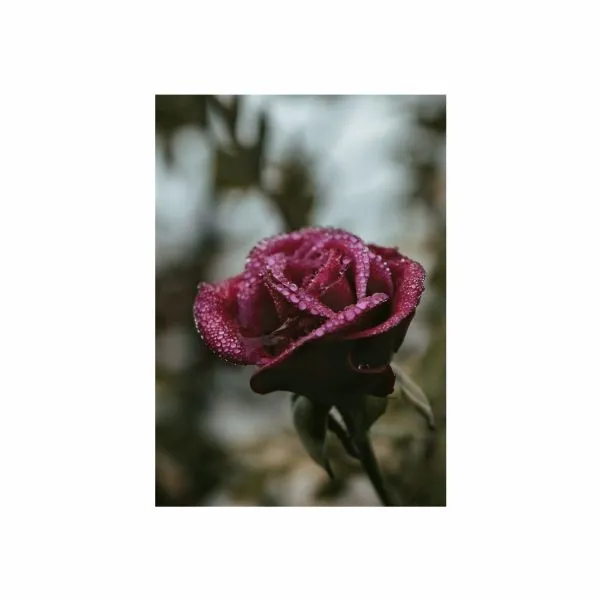 Purple Rose Portrait - A1 Poster