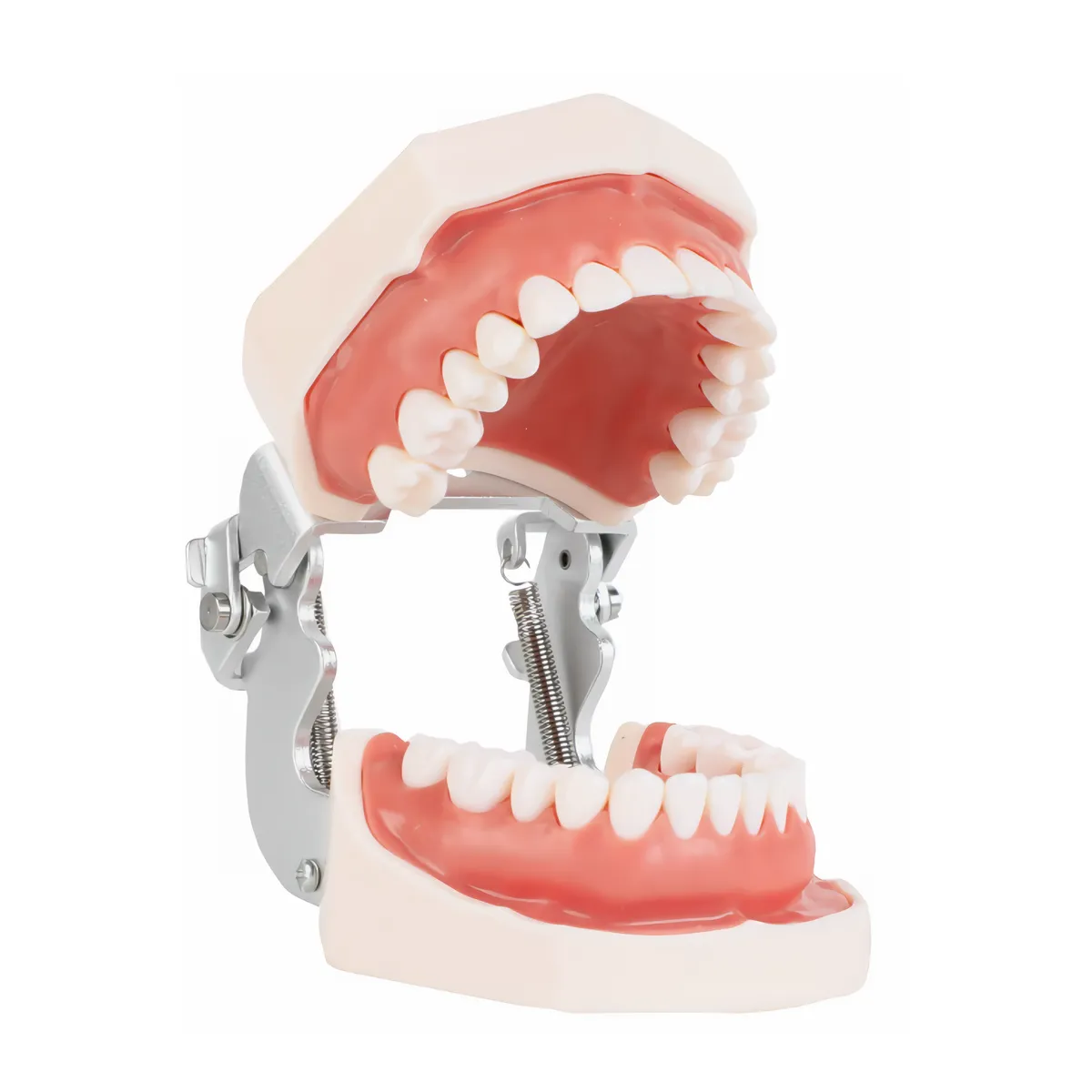 Removable Dental Teaching Model - 1:1 Realistic Teeth Model