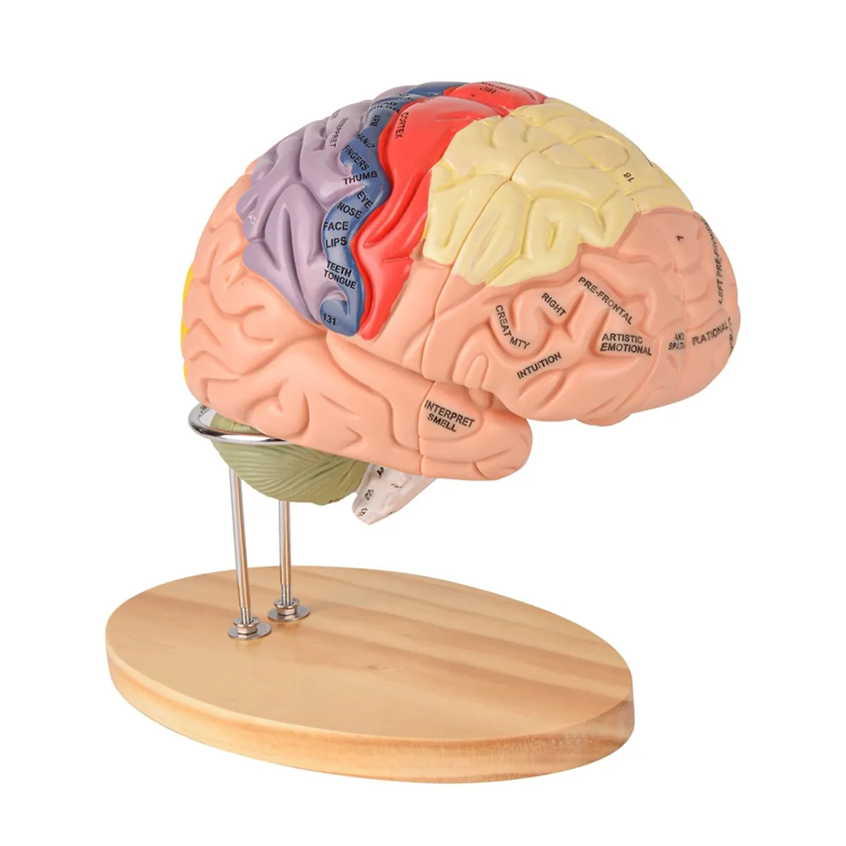 Human Brain Model for Neuroscience Brain Anatomy Model Compatible with None