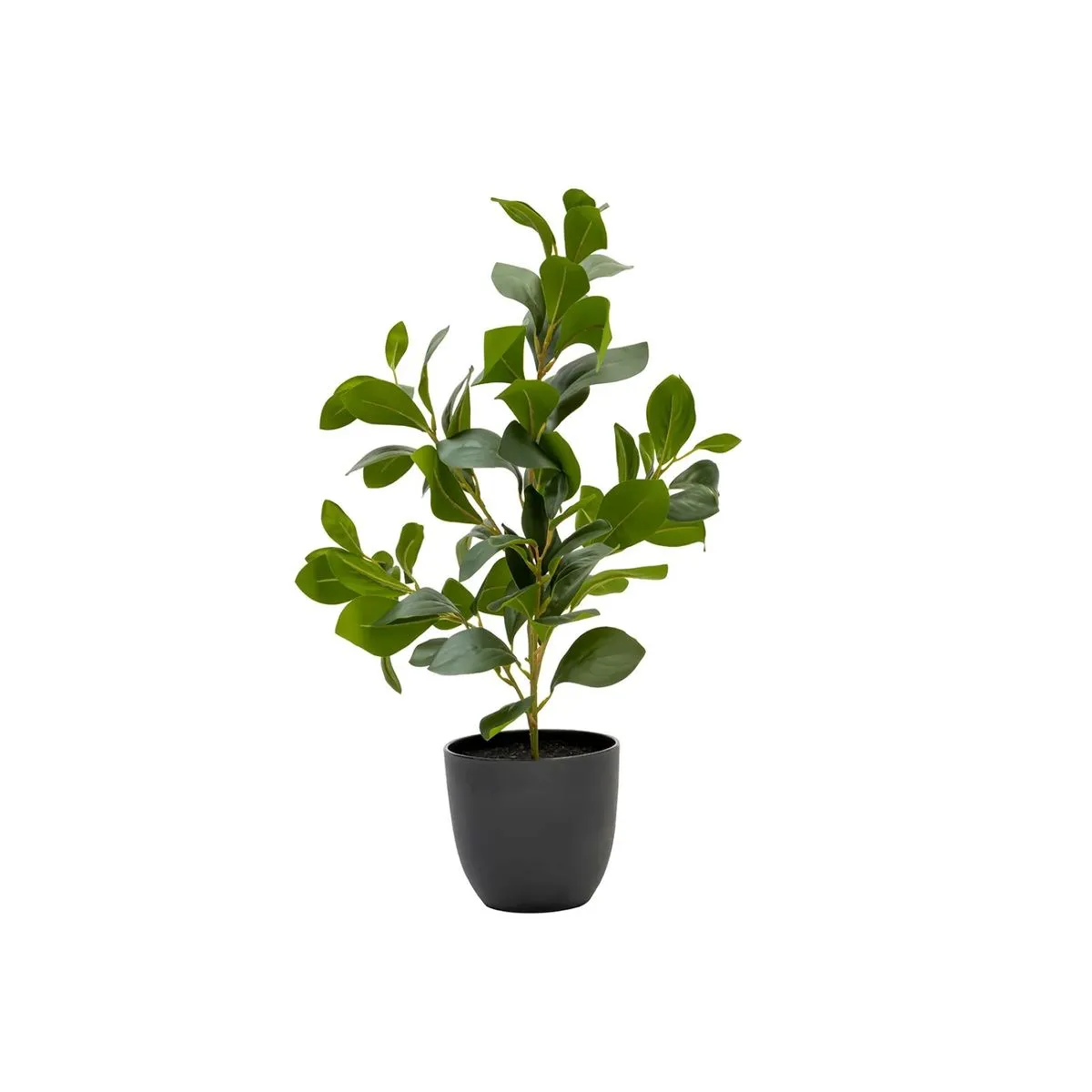 Curly Care - Rubeiza Plant In Pot 51cm