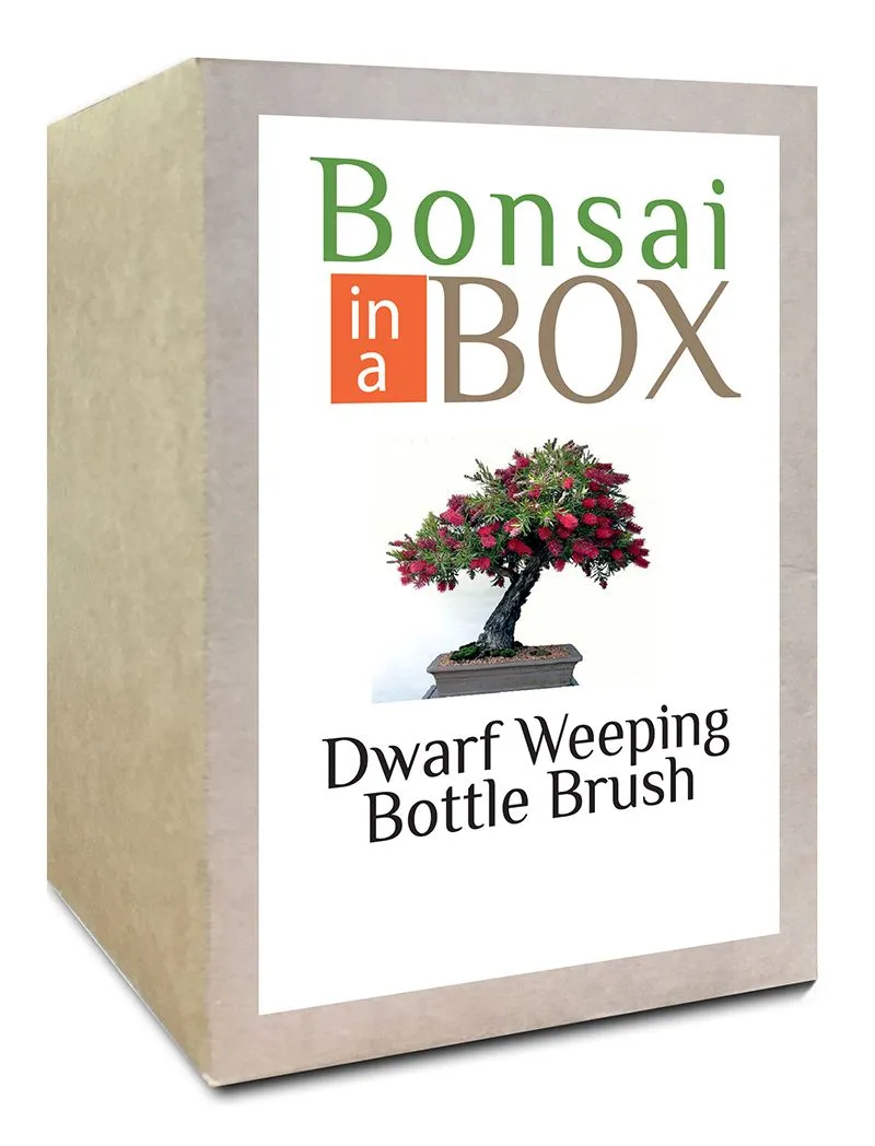 Bonsai in a Box - Weeping Bottle Brush Tree