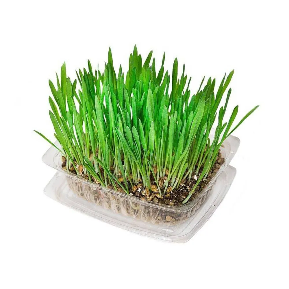 Kunduchi - Super Grass x4
