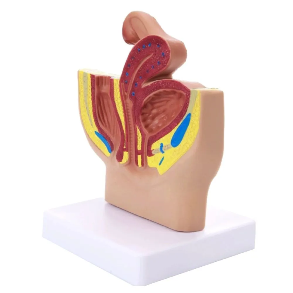 Hobby Life-Size Human Reproductive System Pelvic Anatomy Model - 17cm