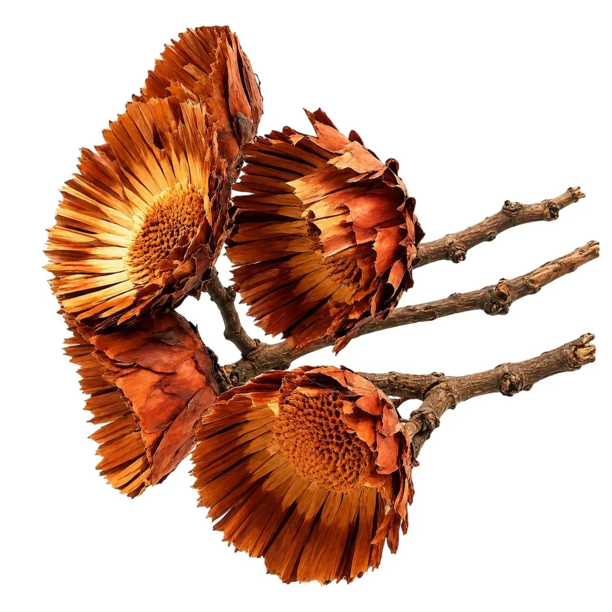 Natural Dried Banksia Flower Stems