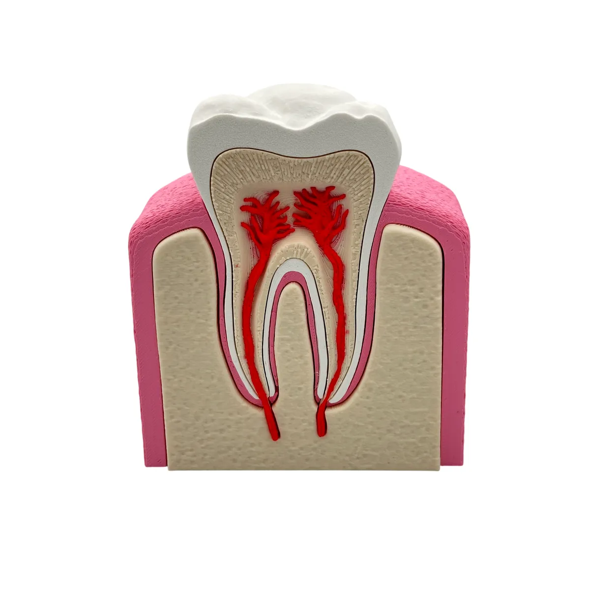 Interactive Healthy Premolar Tooth Anatomical Cross-Section