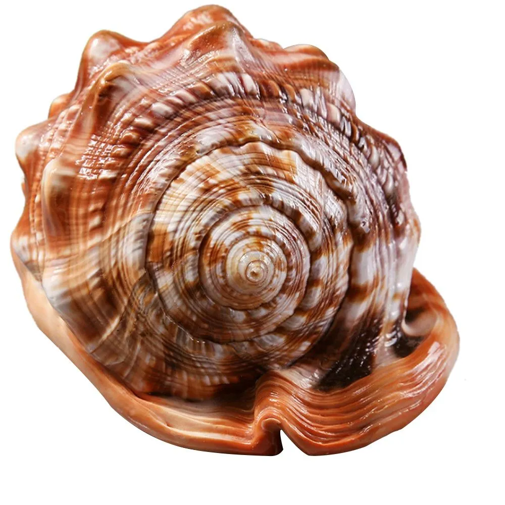 Natural Mouth Helmet Conch Shell Coral Sea Snail