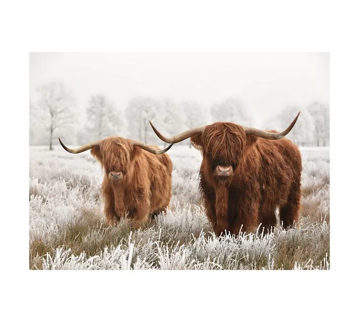 Male and Female Yak Canvas Brown and White 600 x 900 mm