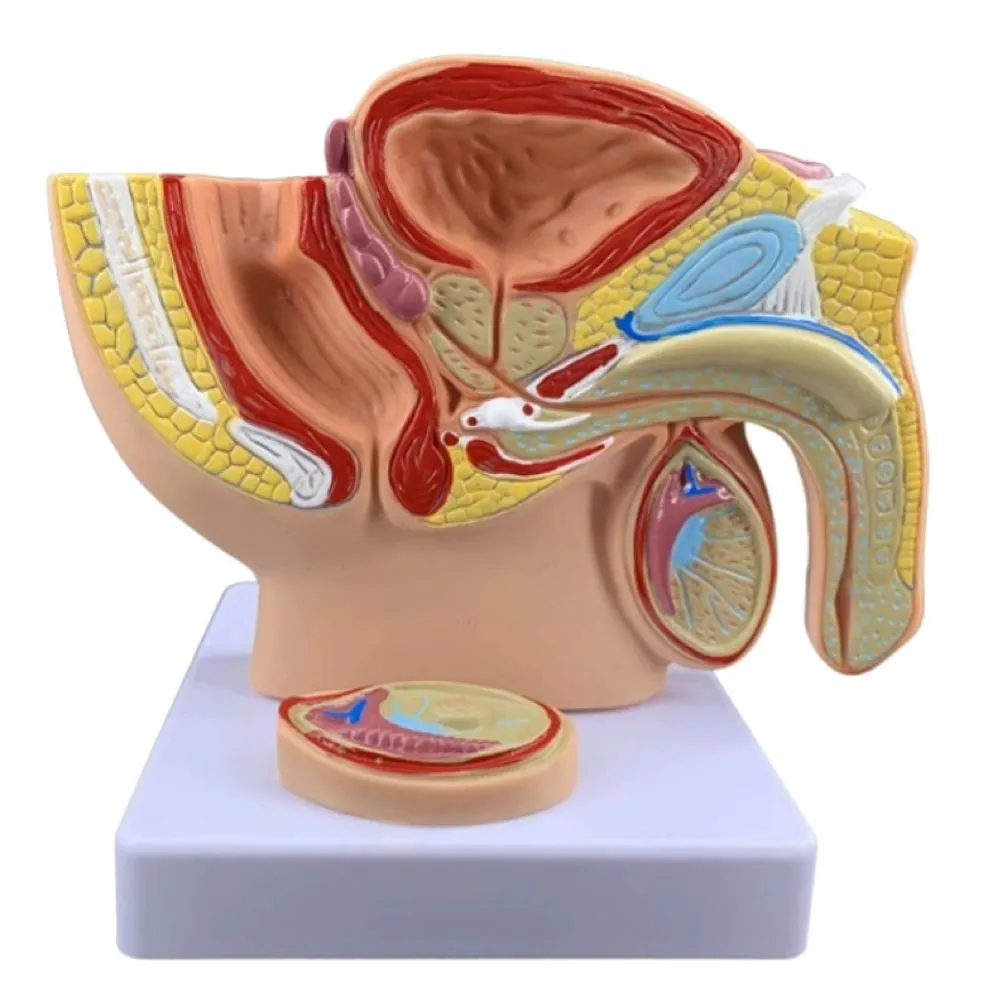 Hobby Male Reproductive System Pelvic Sagittal Anatomy Model - 16cm