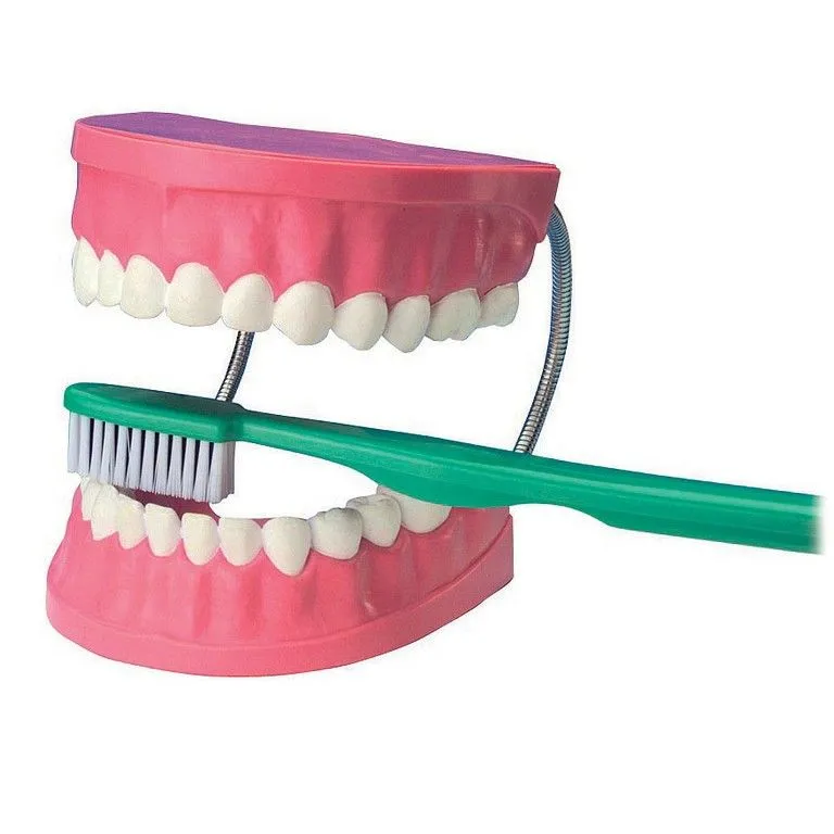 Brite Idea Dental Care Model