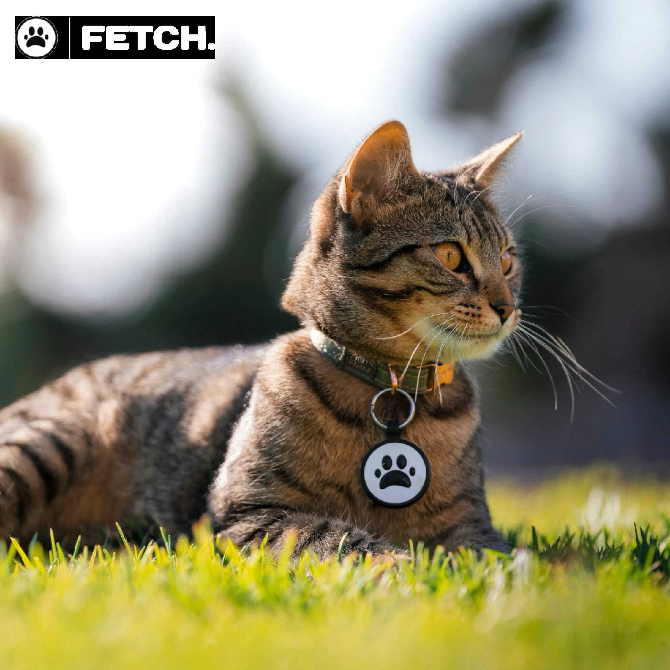 Smart Digital Pet ID Tag