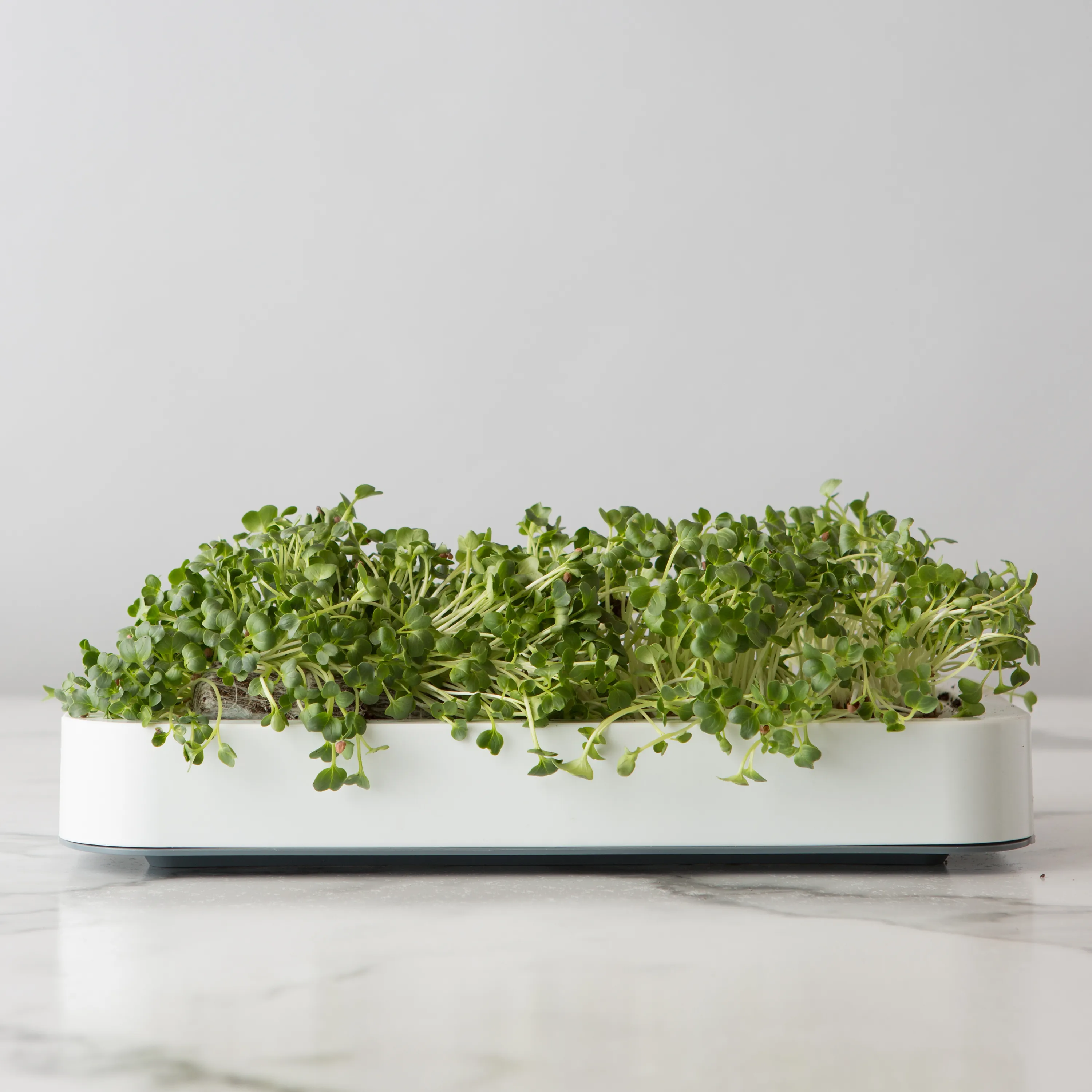 Chef'n Microgreen Grower Kit