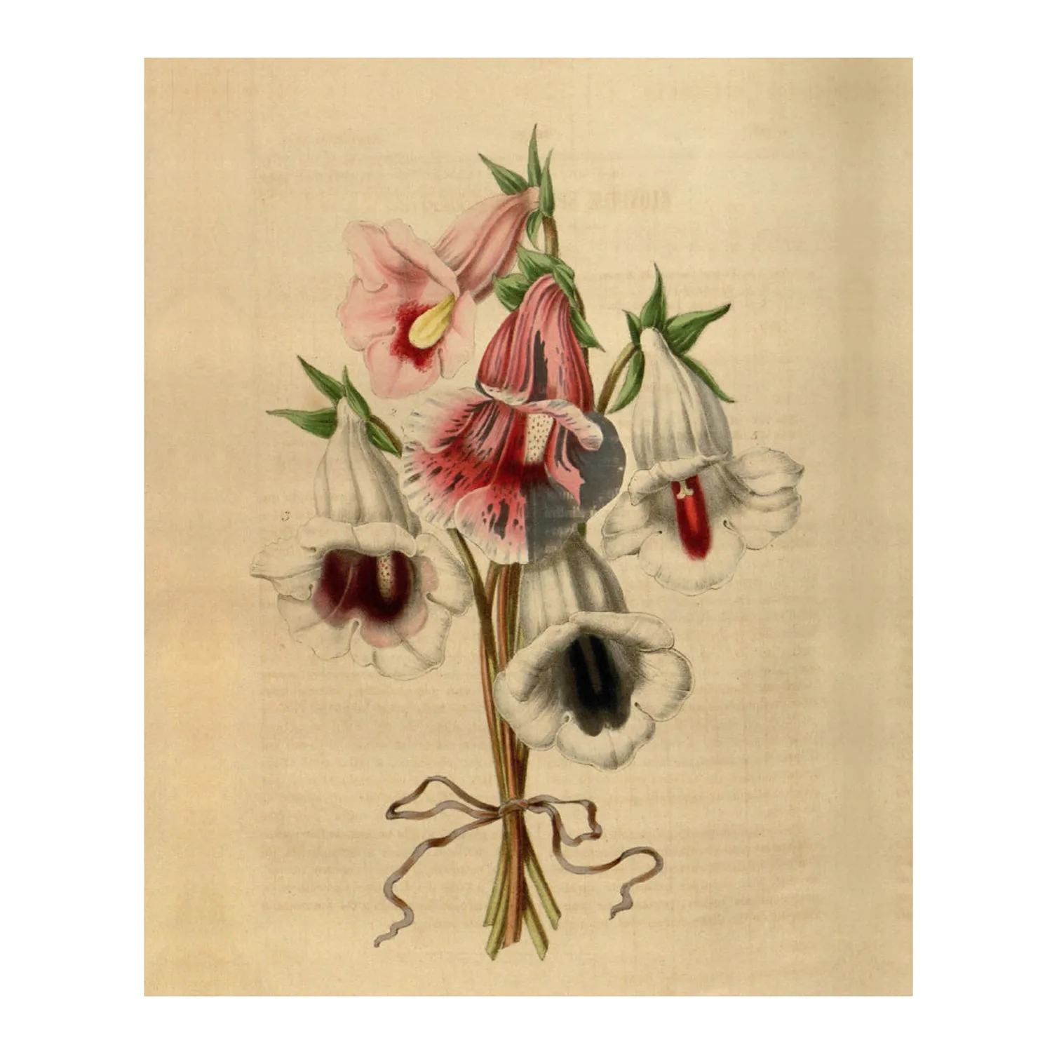 Hendrik Willem Bellflower Bouquet Botanical A5 Gift Bags, Set of 3