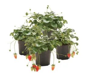 Peebles Plants Fragaria Potted Plant 150 mm