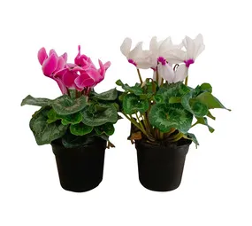 Florex Cyclamen Potted Plant Assorted 150 mm