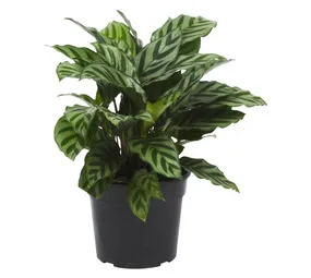 LVG Calathea Freddie Plant 140 mm