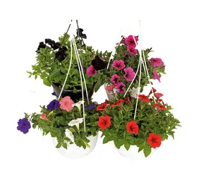 Peebles Plants Perennial Planted Hanging Bowl 200 mm