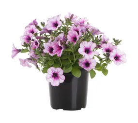 Elands Nursery EC Colour Potted Plants Assorted 150 mm