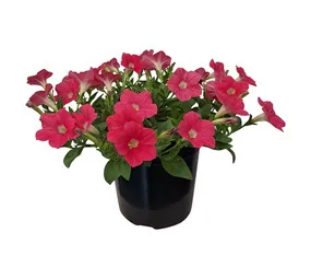 Kraaibosch Nurseries Petunia Plant Assorted 150 mm