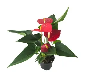 LVG Anthurium Flamingo Flower Potted Plant Red in 90 mm Nursery Pot